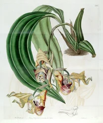 Coryanthes maculata